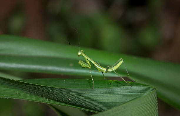 istock Green Praying Mantis Nymphs, South Africa 628568356
