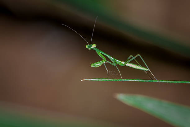 istock Green Praying Mantis Nymphs, South Africa 628568436