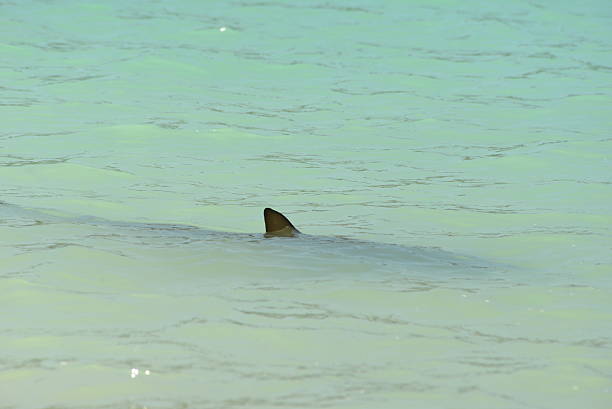 istock Shark Lurks in Shallow Water 628579182
