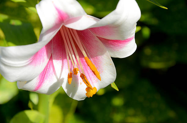 Lily victory flower with beautiful  grand flower is beautiful decoration in the garden  on the spring, beauty in the June.  This is flowers of the Virgin.  In  focus is macro lily flower with beautiful pink and white color. Lily victory has a  orange  color stamens. Lily has a lovely scent and is suitable for vases. Background  is a bit blurred. 