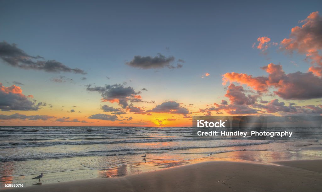 Gulls at Sunrise Seagulls at sunrise on South Padre Island Texas Texas Stock Photo