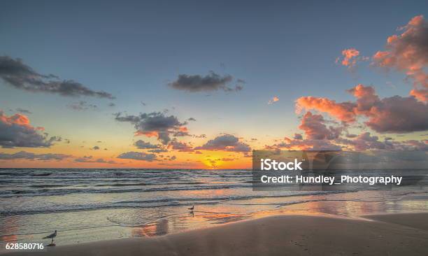 Gulls At Sunrise Stock Photo - Download Image Now - Texas, South Padre Island, Beach