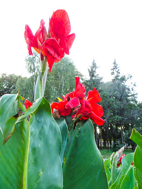 istock Blooming canna lily on a flowerbed 628581352