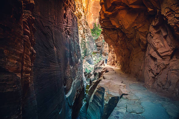istock Trail Through the Canyon, Zion National Park, Utah 628582330