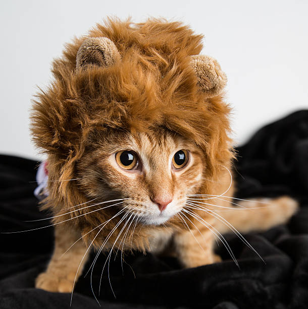 istock Cat in lion costume 628582694