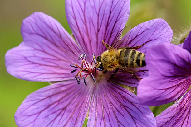 Real honey bee