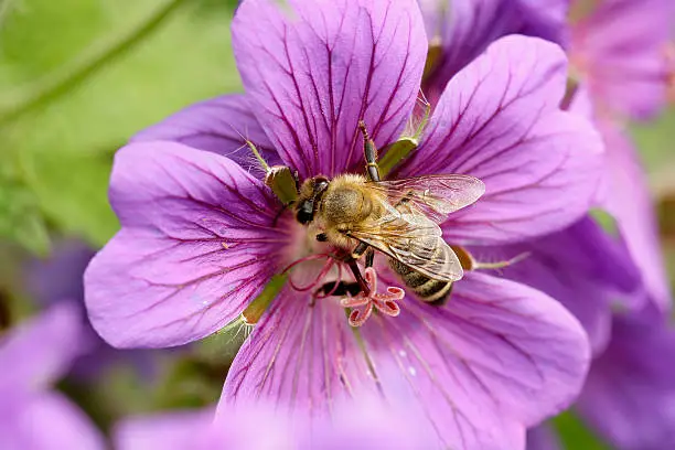 Real honey bee