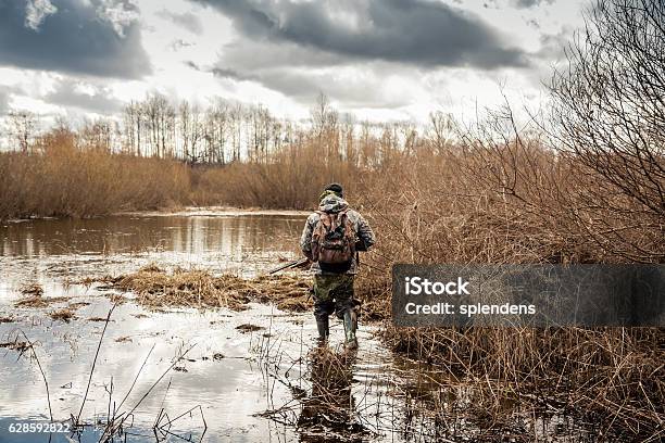 Photo libre de droit de Chasseur Rampant Dans Les Marécages Pendant La Période De Chasse banque d'images et plus d'images libres de droit de Type de chasse