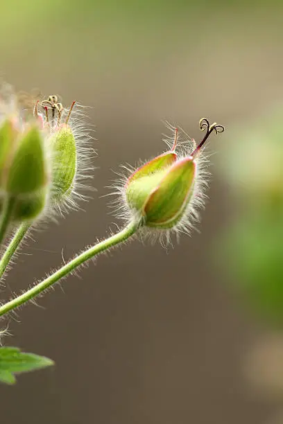 Geranium