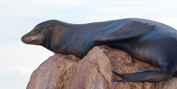 California Sea Lion resting on “the Point” or “Pinnacle of Lands End” of Los Arcos in Cabo San Lucas in Baja Mexico BCS
