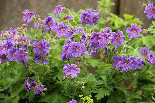 Geranium