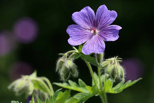 Geranium