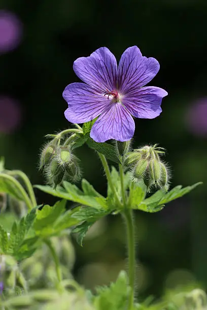 Geranium