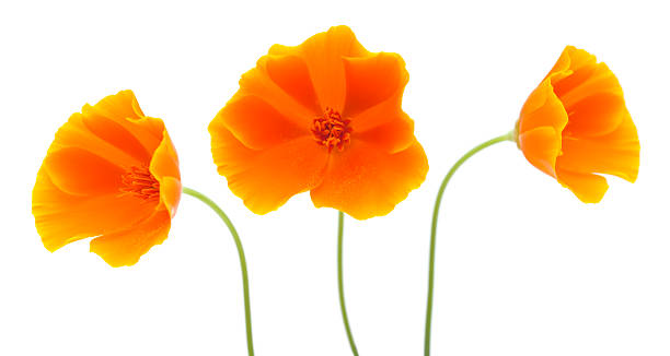 bright californian poppy isolated bright yellow and orange californian poppy isolated on white california golden poppy stock pictures, royalty-free photos & images