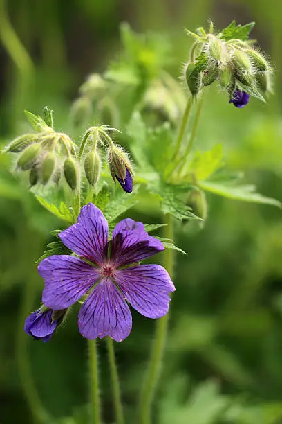 Geranium