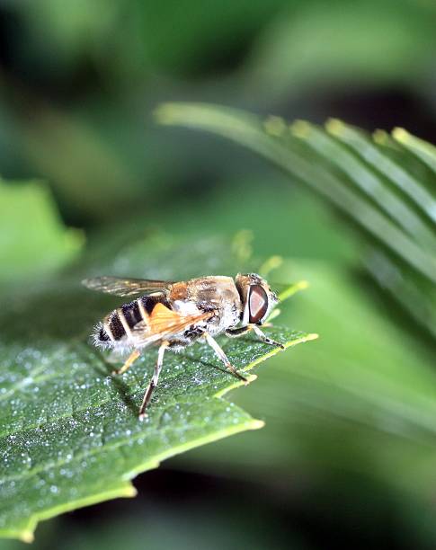 hoverfly, o syrphid volare su una foglia verde - insect fly animal eye single flower foto e immagini stock