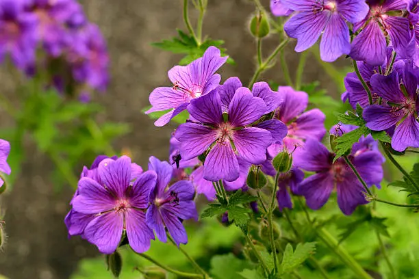 Geranium