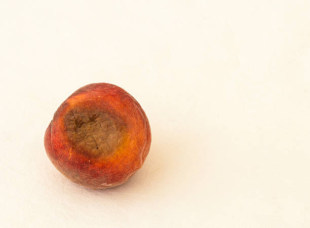 verdorbener und schimmelnder pfirsich auf weißem hintergrund - rotting food mold fruit stock-fotos und bilder