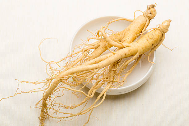 frische ginsengwurzel - ginseng stock-fotos und bilder