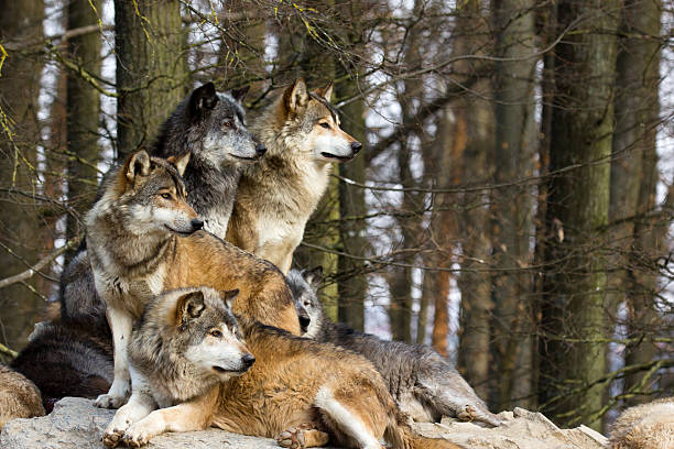 Wolf pack A picture from a pack of wolf sitting on a rock. timber wolf stock pictures, royalty-free photos & images