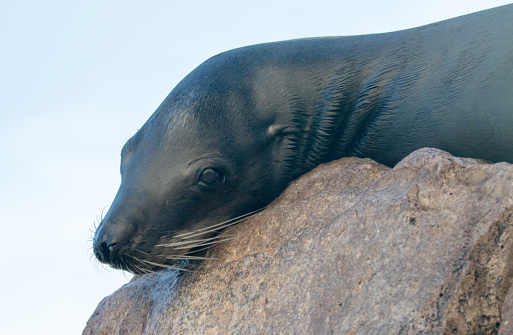 California Sea Lion resting on “the Point” or “Pinnacle of Lands End” of Los Arcos in Cabo San Lucas in Baja Mexico BCS