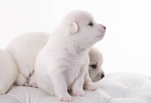 English pomeranian Puppies in a  white background