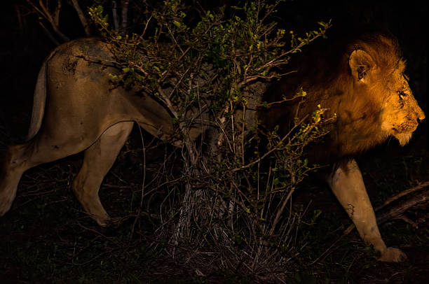 istock Male African Lion At Night 628608806