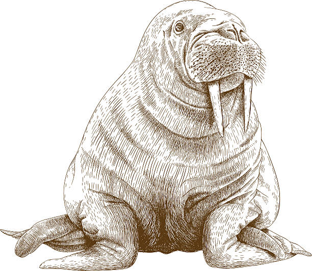 engraving illustration of walrus Vector antique engraving illustration of big walrus isolated on white background walrus stock illustrations