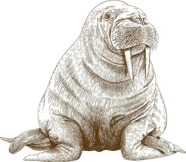 Vector illustration of engraving illustration of walrus