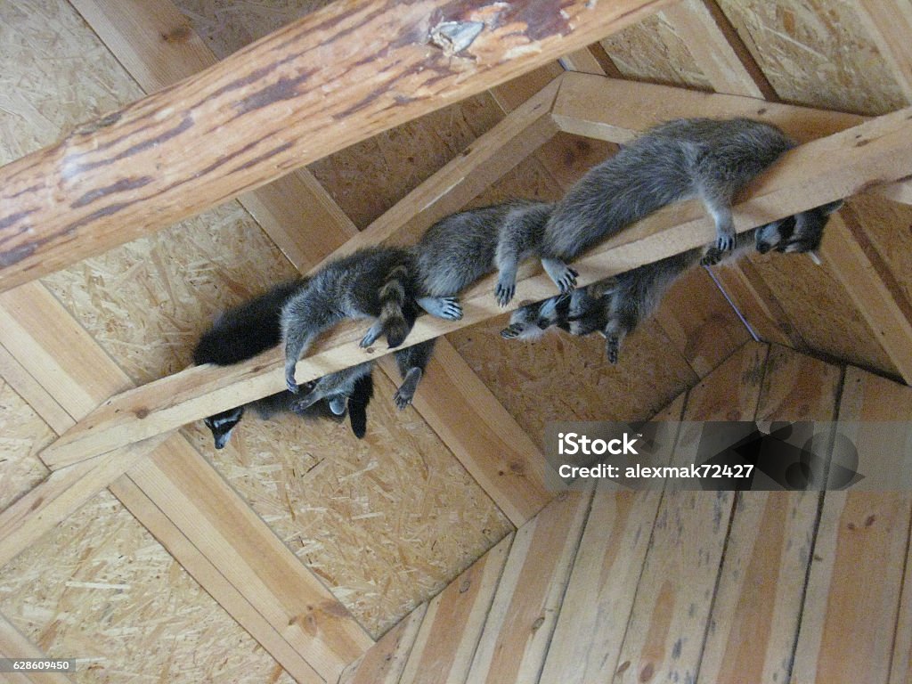 brood of grey raccoons are hanging up in the zoo brood of grey fun raccoons are hanging up in the zoo Raccoon Stock Photo