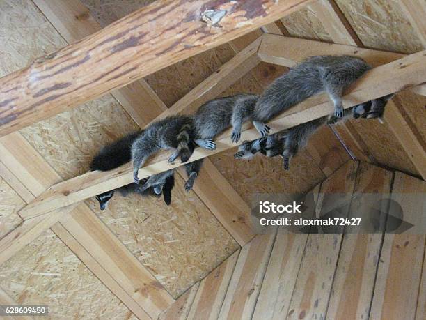 Brood Of Grey Raccoons Are Hanging Up In The Zoo Stock Photo - Download Image Now - Raccoon, Residential Building, Foraging