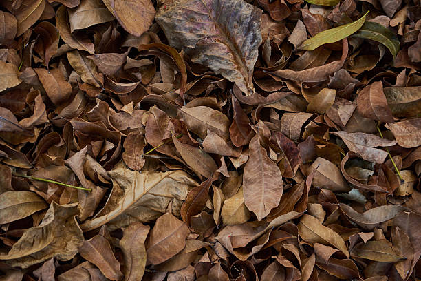 istock Fallen leaves on the ground 628611490