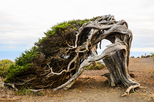 Gnarled Juniper Tree Shaped By The Wind at El Sabinar, Island of El Hierro