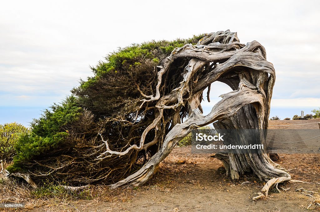 Gnarled Juniper Tree Shaped By The Wind Gnarled Juniper Tree Shaped By The Wind at El Sabinar, Island of El Hierro Tree Stock Photo