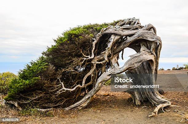 Gnarled Juniper Tree Shaped By The Wind Stock Photo - Download Image Now - Tree, Bent, Bizarre