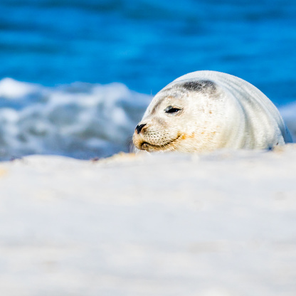 White seal baby on Helgoland - dune, 2016.