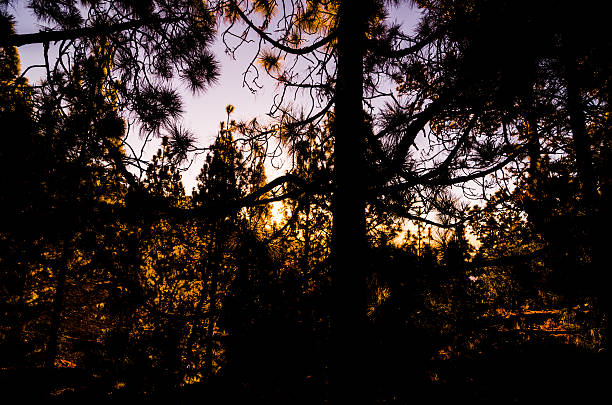istock Morning Scene in the Forest 628614290