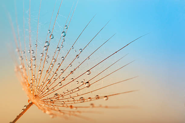 istock Abstract dandelion flower background with water drops 628615878