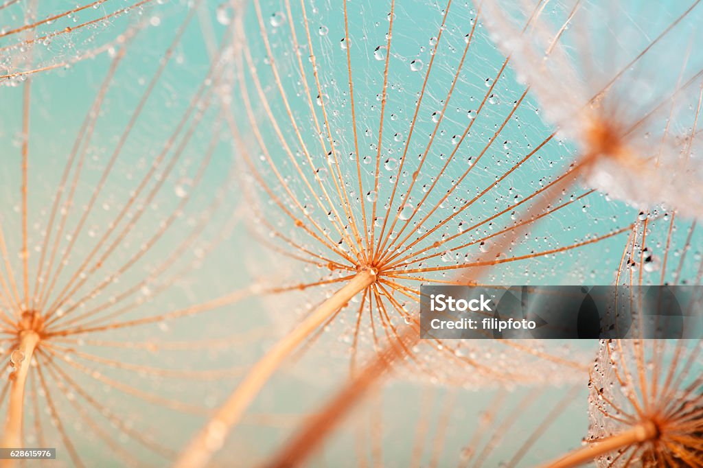 Seme di dente di leone con gocce d'acqua - Foto stock royalty-free di Natura