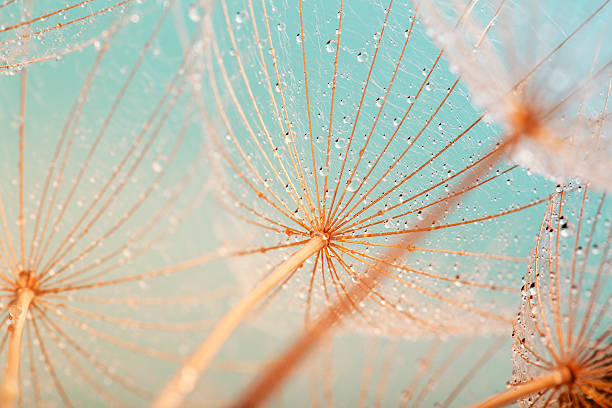 dandelion seed with water drops - plant fotos stockfoto's en -beelden