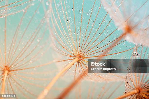 Dandelion Seed With Water Drops Stock Photo - Download Image Now - Nature, Flower, Close-up