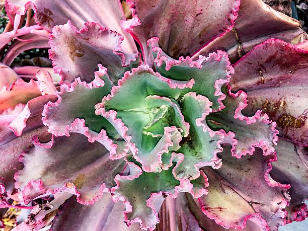 istock large pink succulent with green leaves 628616252