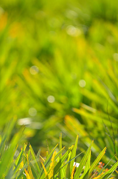 istock Defocused saw Palmetto with only the lower foreground clear 628616562