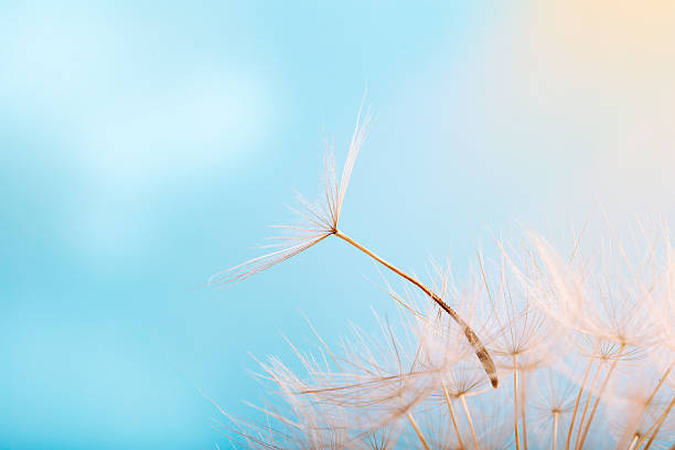 istock Dandelion seed blowing away against blue sky 628616576