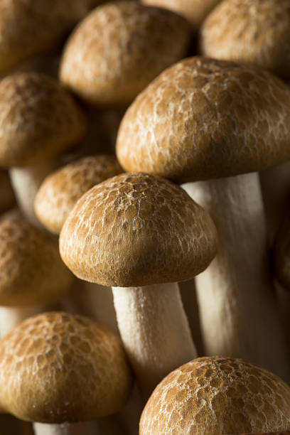 istock Raw Organic Brown Beech Mushrooms 628616908