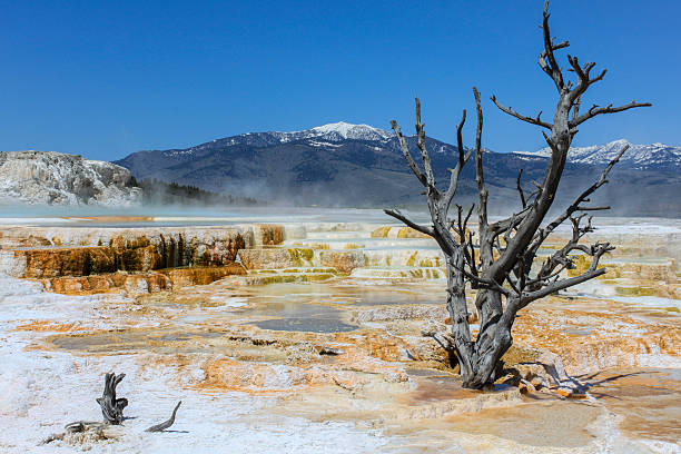 Dead tree on the Mammoth Hot Springs Terraces Limber Pine killed by thermal runoff with SHeep Mountain in the background from the Mammoth Hot Springs, Yellowstone National Park. bacterial mat photos stock pictures, royalty-free photos & images