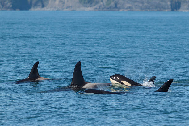 pod d’orques nageant dans le parc national des fjords de kenai, en alaska. - pod photos et images de collection