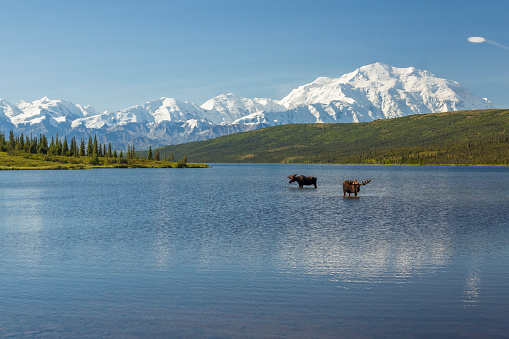 Two bull moose feeding in Wonder Lake with the Alaska Range in the background, Denali National Park, Alaska.