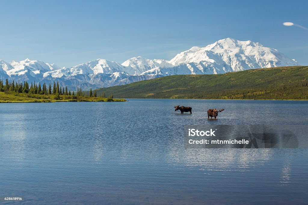 Two bull moose feeding in Wonder Lake Two bull moose feeding in Wonder Lake with the Alaska Range in the background, Denali National Park, Alaska. Denali National Park and Preserve Stock Photo