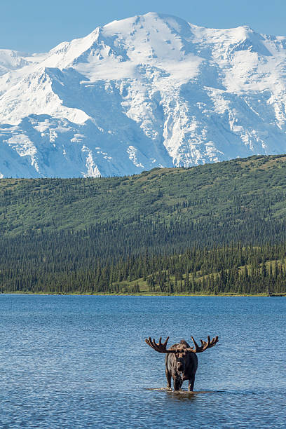 Bull moose feeding in Wonder Lake with Denali visible. stock photo